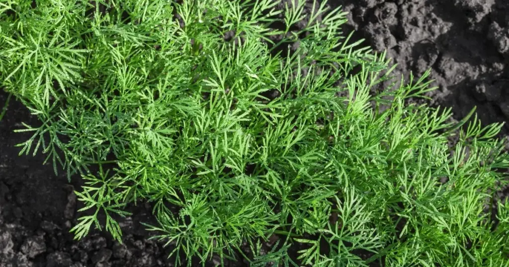 Pulgones en tu Eneldo: el truco natural para eliminarlos en 48 horas