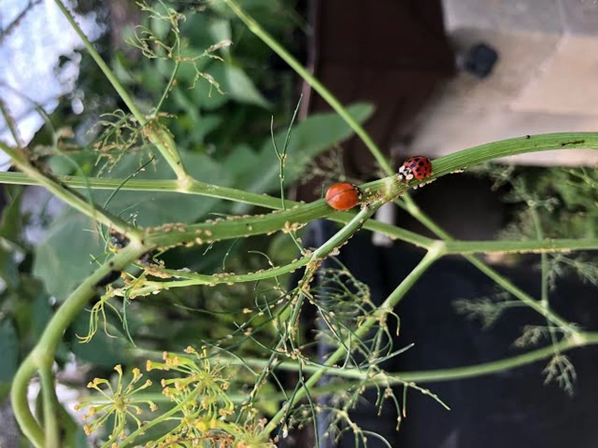 Pulgones en tu Eneldo: el truco natural para eliminarlos en 48 horas - image 1