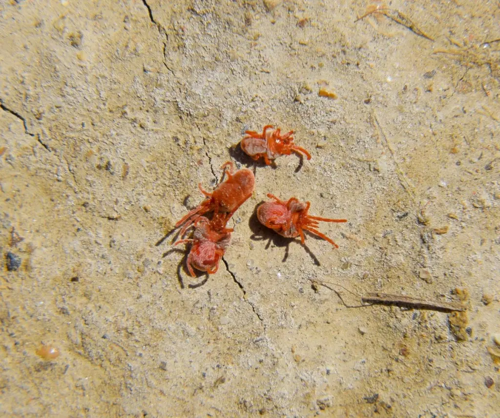 Puntos rojos en la pared: por qué no debes pisar al Trombidium holosericeum y Balaustium murorum
