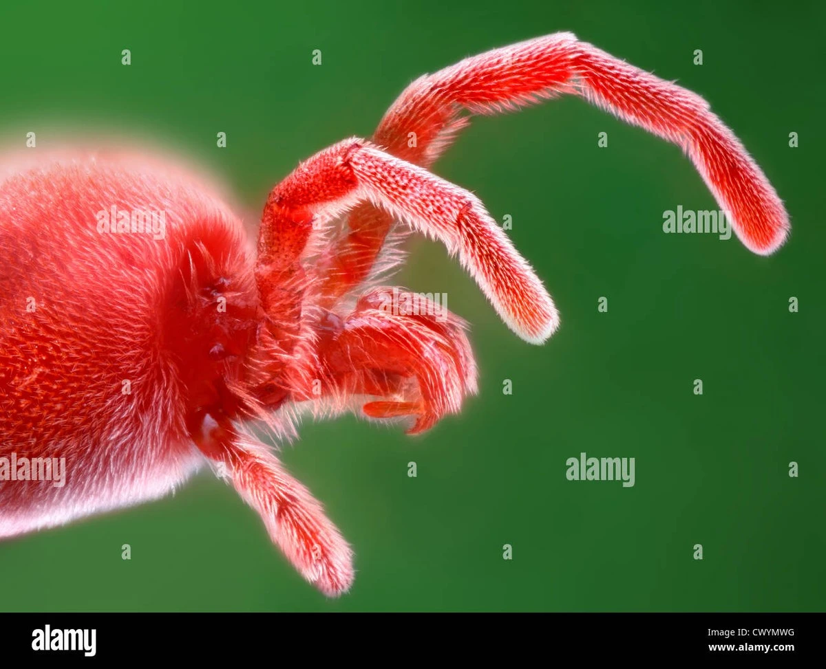 Puntos rojos en la pared: por qué no debes pisar al Trombidium holosericeum y Balaustium murorum - image 1