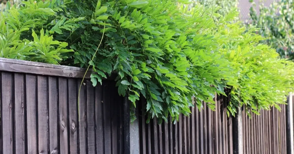 Ramas del vecino en tu jardín: el error legal que cuesta 3.000€ según Derechos de propiedad y Gov.uk