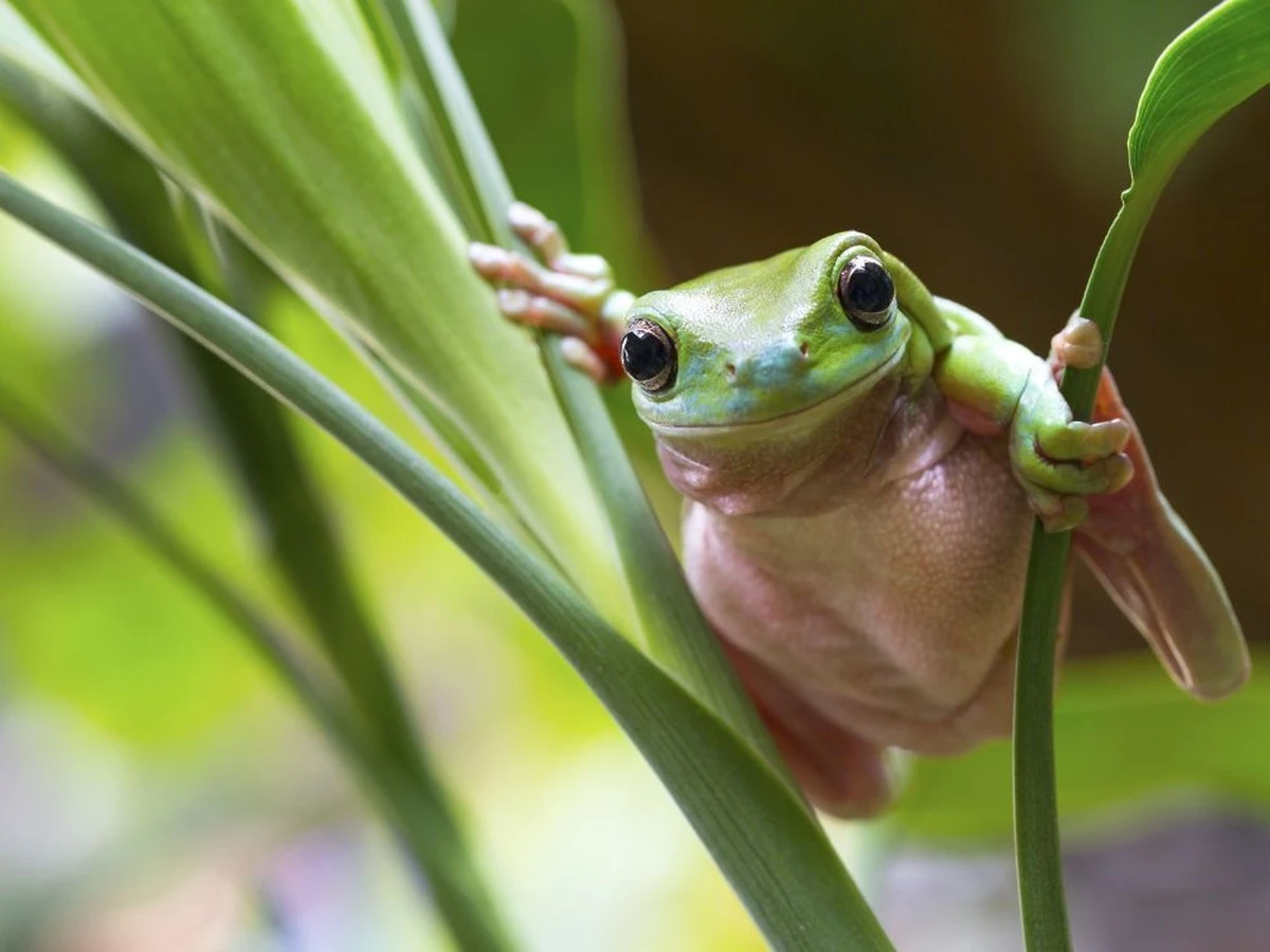 Rana en el jardín: el truco del Vinagre para ahuyentarlas en 48 horas - image 1