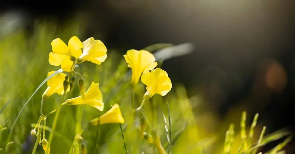 Ranunculus repens en tu Jardín: el truco de 1 minuto para eliminarlo de raíz