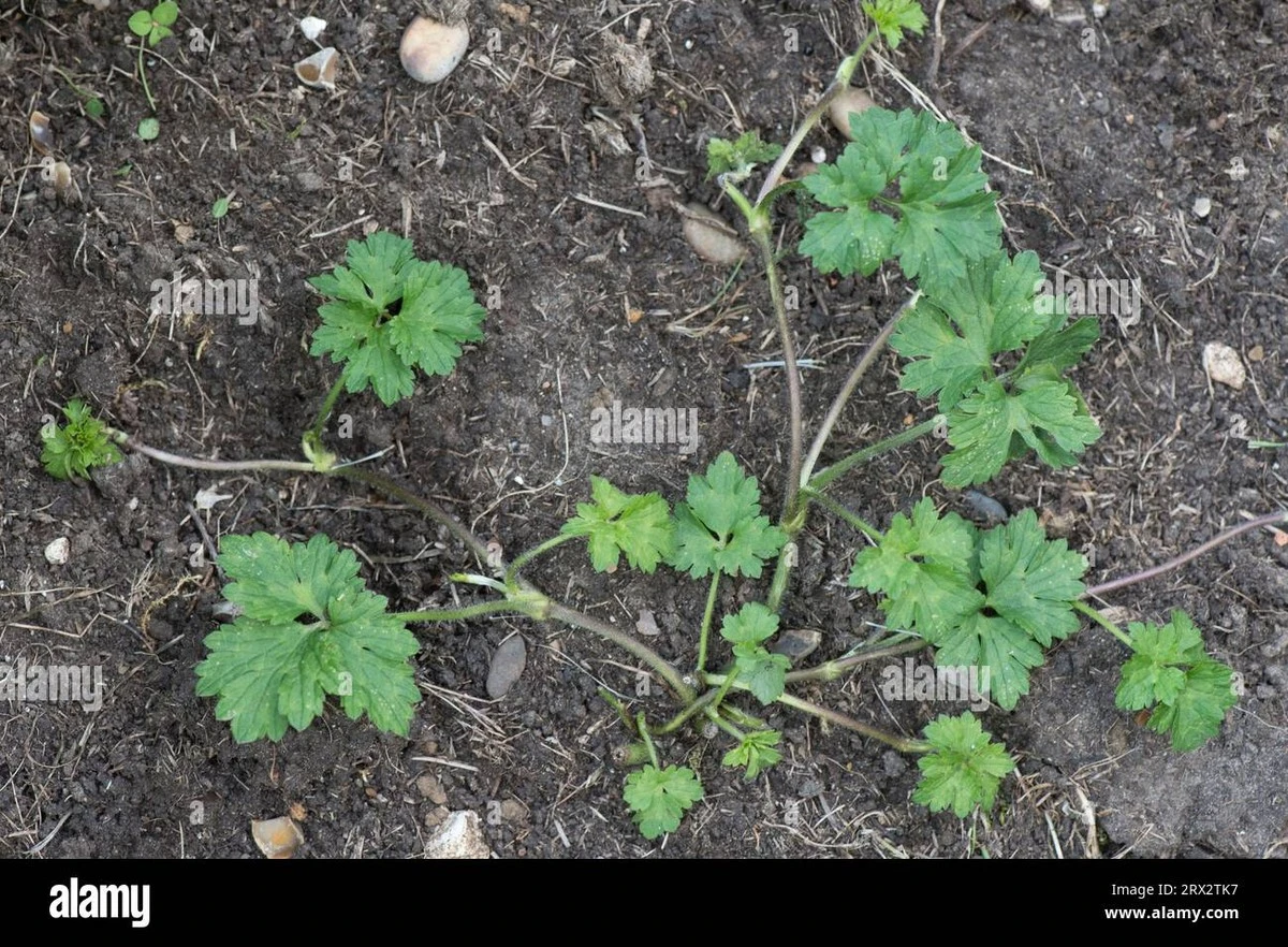 Ranunculus repens en tu Jardín: el truco de 1 minuto para eliminarlo de raíz - image 1