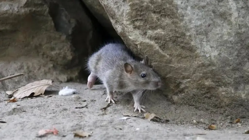 ¿Rata en casa? El truco de los 2 cm y el Ministerio de Medio Ambiente de Taiwán