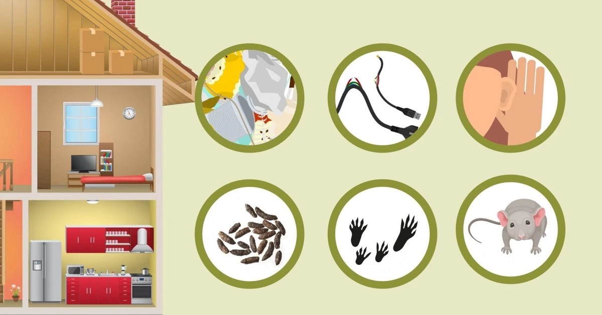 Ratones en casa: 5 repelentes naturales para blindar tu hogar en minutos - image 1
