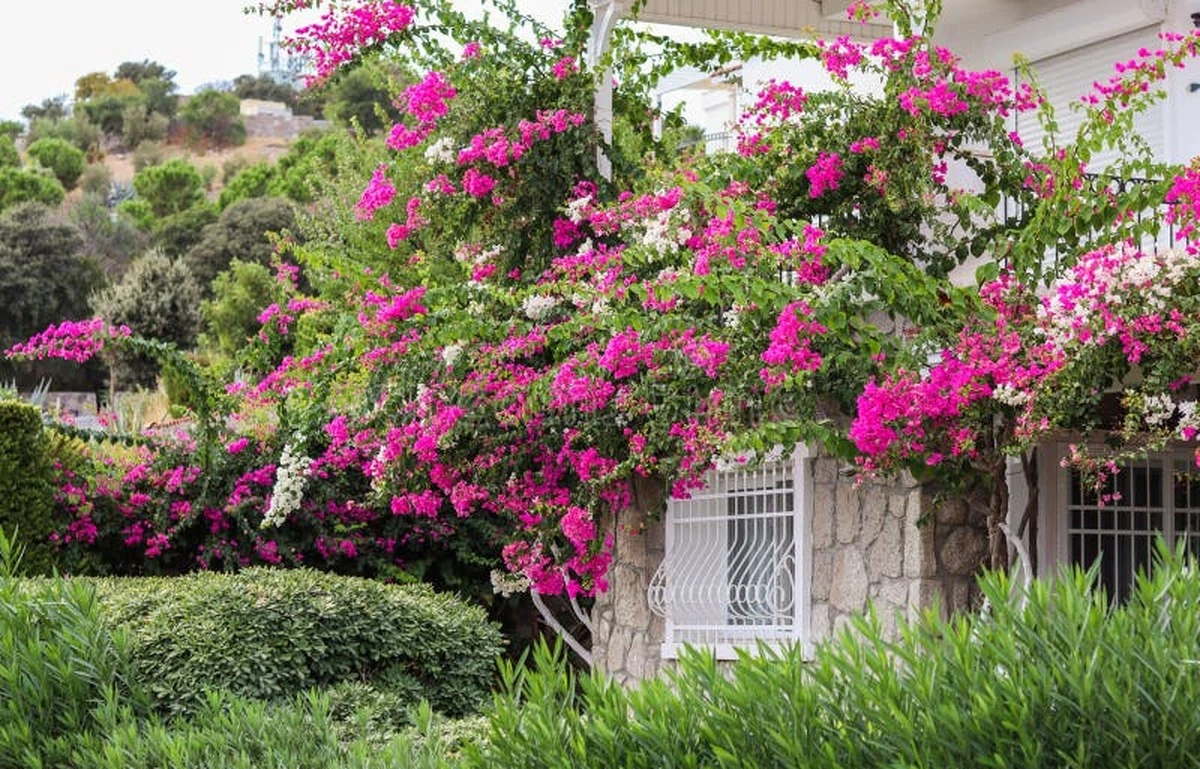 Rosal y Peonía: el truco de experto para que no mueran por el calor - image 1