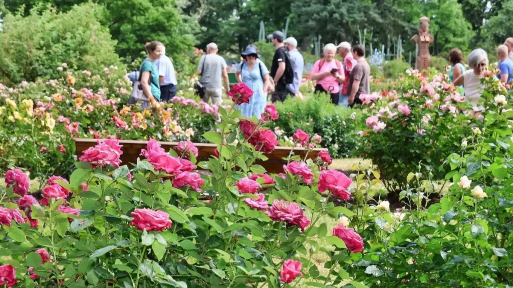 Rosas en peligro en Sangerhausen: el método para salvar el Europa-Rosarium en 3 horas