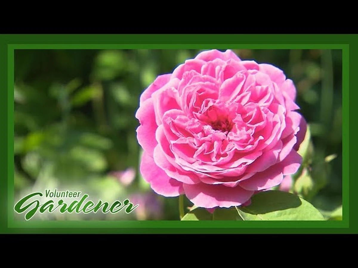 Rosas en peligro en Sangerhausen: el método para salvar el Europa-Rosarium en 3 horas - image 1