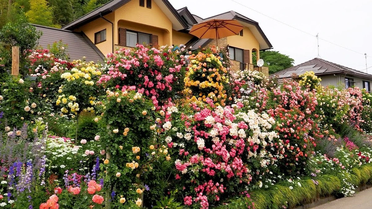 Rosas eternas en Yatsugatake: el método de Kateigaho para jardines resilientes - image 1