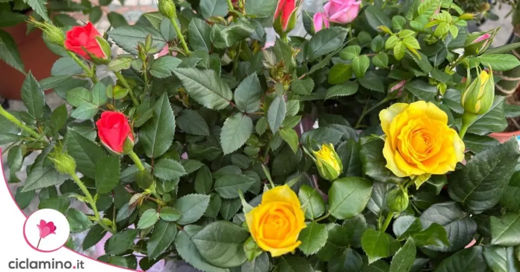 Rosas mini marchitas: el truco de la luz solar para que estallen de color