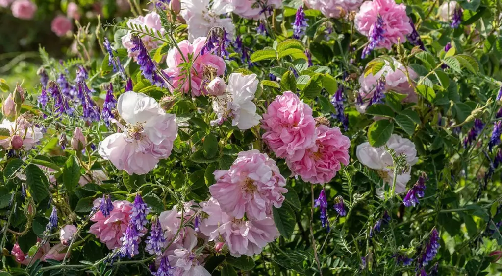 Rosas y Hortensia radiantes: el truco de combinación para un jardín sin sequía