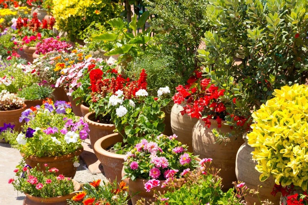 Rosas y Hortensia radiantes: el truco de combinación para un jardín sin sequía - image 1