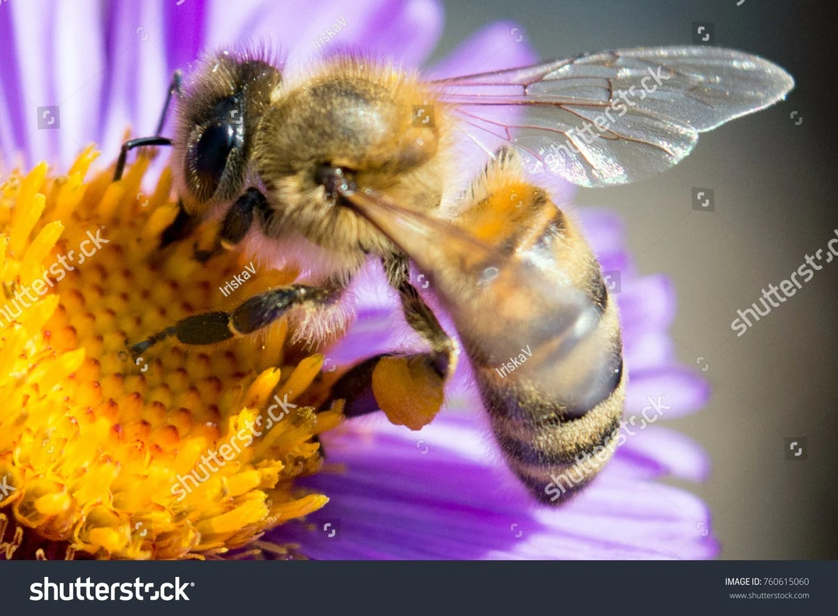 Salva a las abejas silvestres: el método de la BUND para tu balcón - image 1