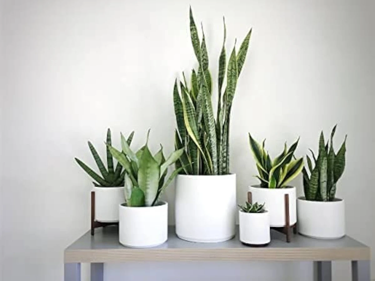 Sansevieria en casa: el truco del Feng Shui para limpiar el aire este 2026 - image 1