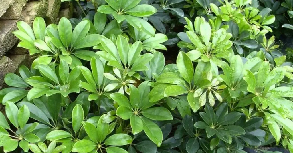 Schefflera octophylla: el truco de diseño de interiores para reducir el estrés