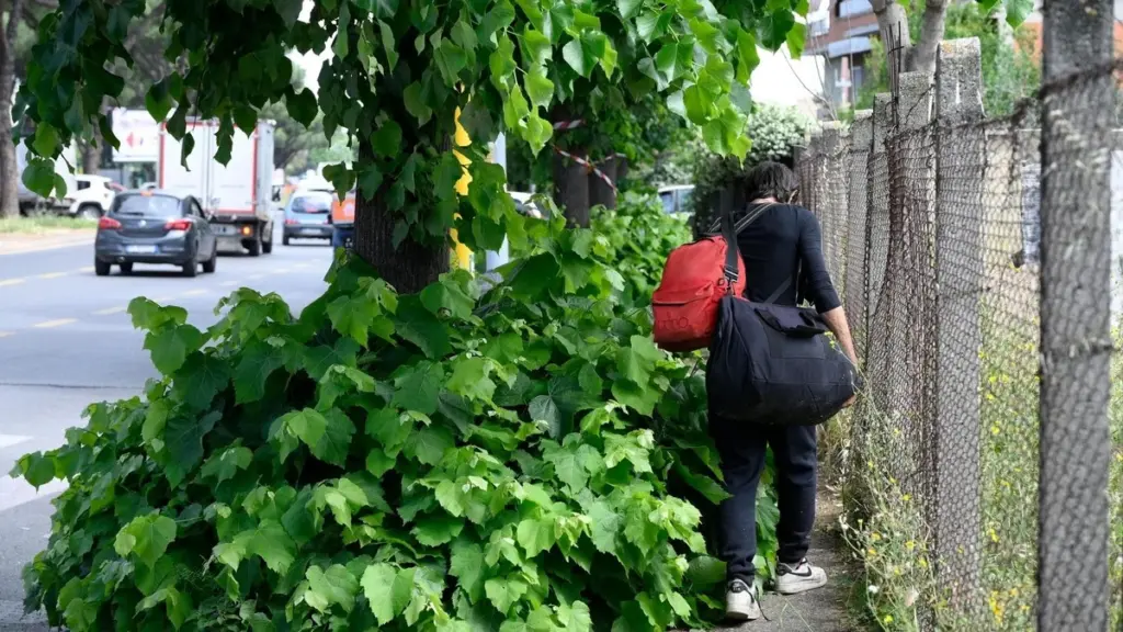 Selva en el asfalto de Roma: el plan de AMA S.p.A. para limpiar 2 millones de metros