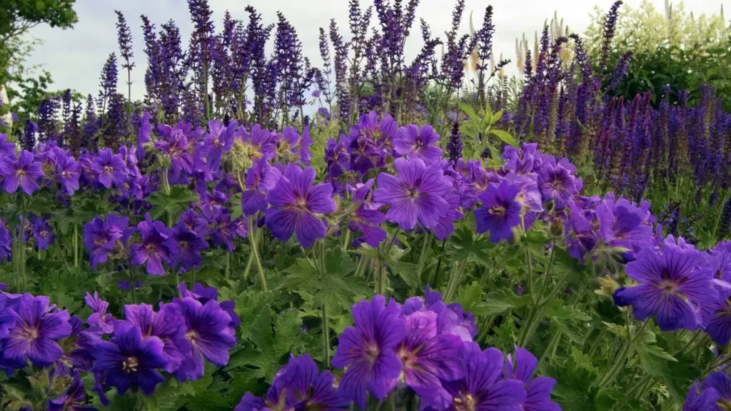 Sequía extrema: la planta Geranium que sobrevive con una gota de agua según mein-schoener-garten.de