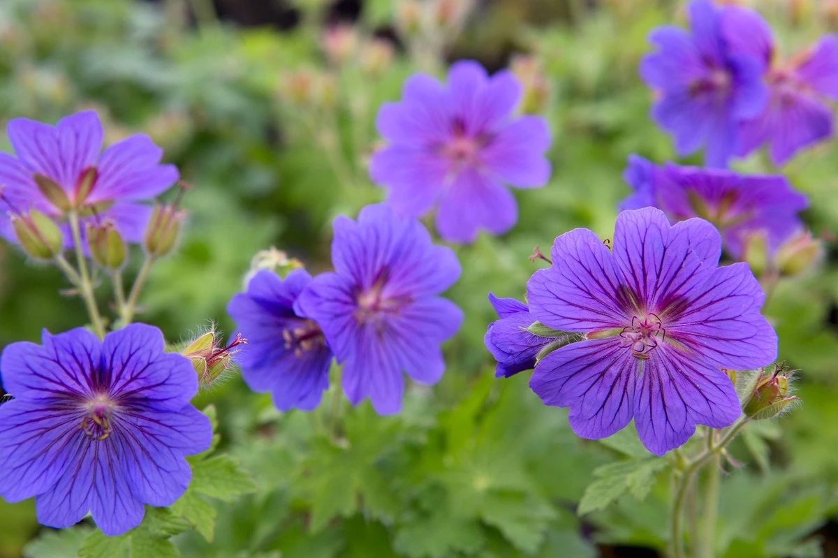 Sequía extrema: la planta Geranium que sobrevive con una gota de agua según mein-schoener-garten.de - image 1