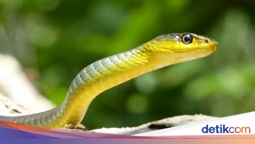 Serpiente en casa: la planta ornamental que las aleja sin usar químicos