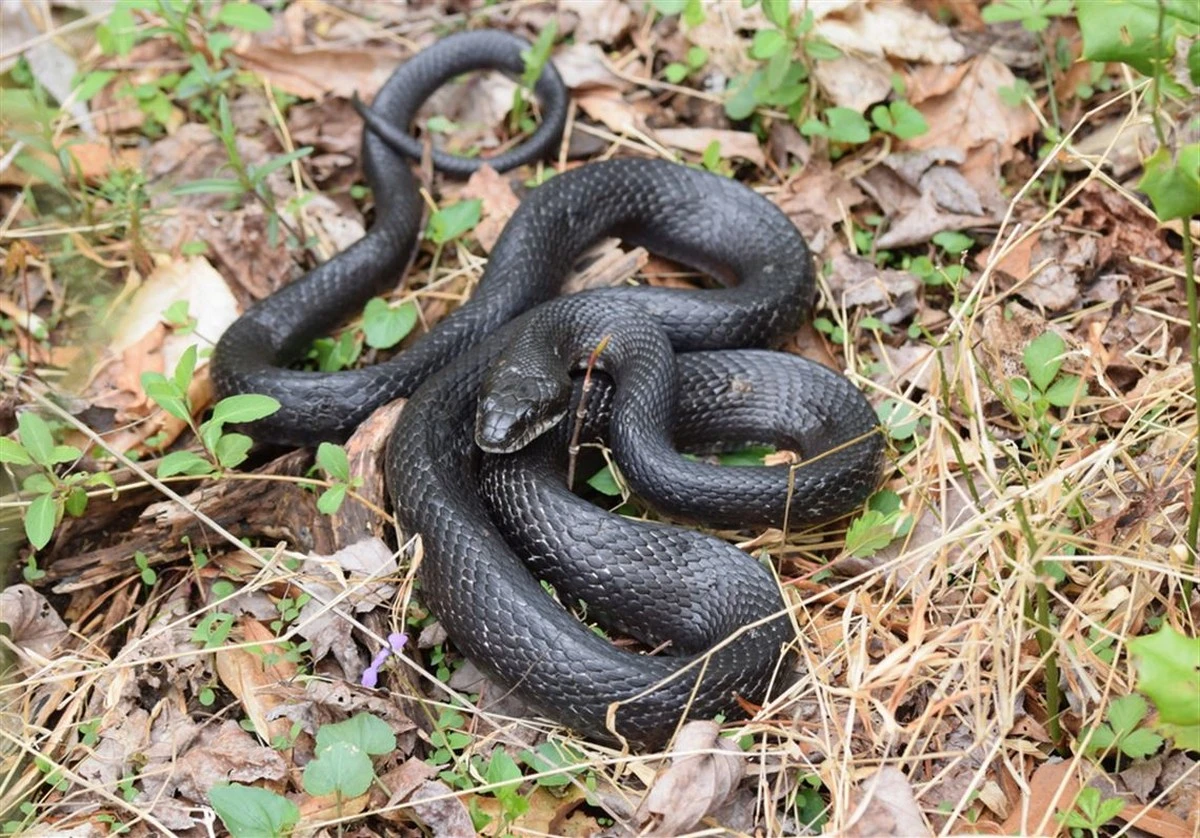 Serpiente en casa: la planta ornamental que las aleja sin usar químicos - image 1