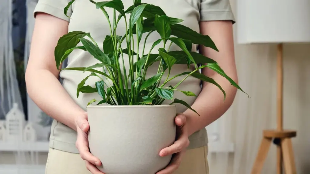 Spathiphyllum sin flores: el truco de 5 pasos para que explote este Mayo