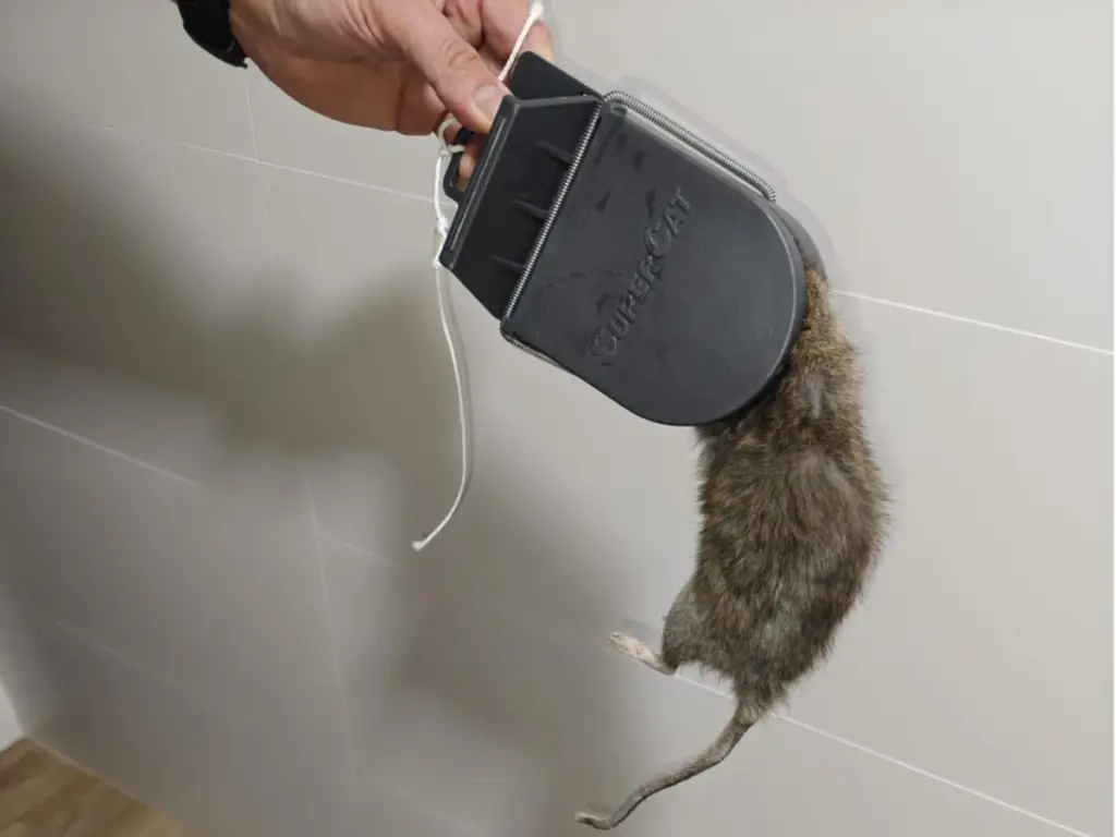 Superratas en España: por qué la rata parda y la rata negra ya no mueren