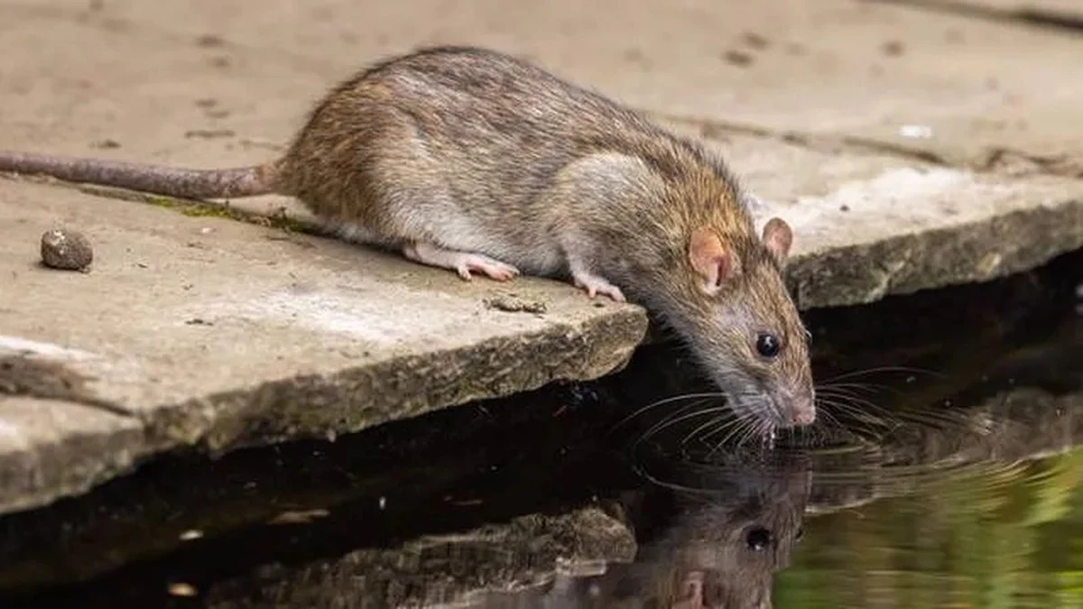 Superratas en España: por qué la rata parda y la rata negra ya no mueren - image 1