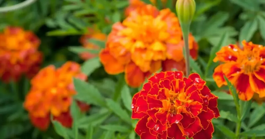 Tagetes contra cualquier plaga agrícola: el truco del suelo para un huerto sano