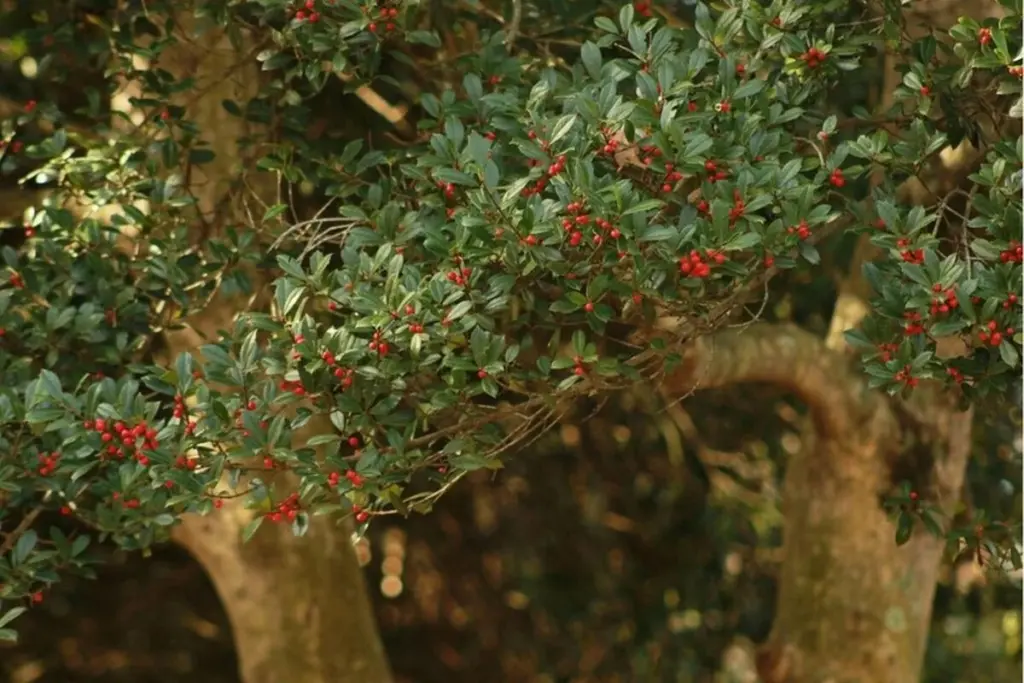 Terraza con olor a lujo: por qué el Osmanto u Osmanthus fragrans es tendencia