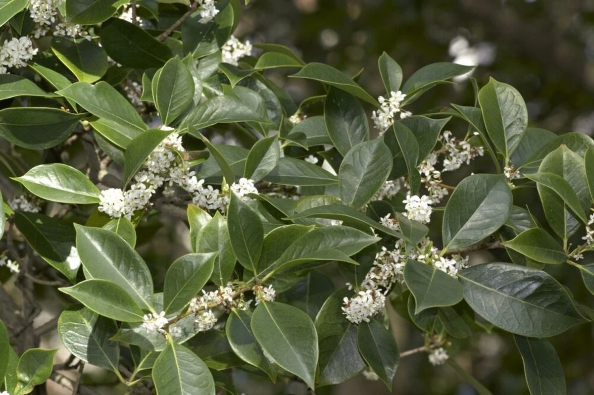 Terraza con olor a lujo: por qué el Osmanto u Osmanthus fragrans es tendencia - image 1