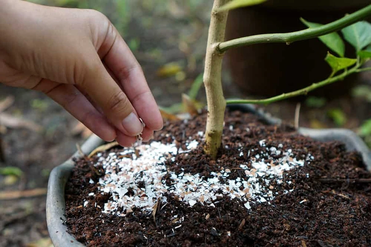 Tomates con manchas negras: usa así tus cáscaras de huevo para aportar calcio - image 1