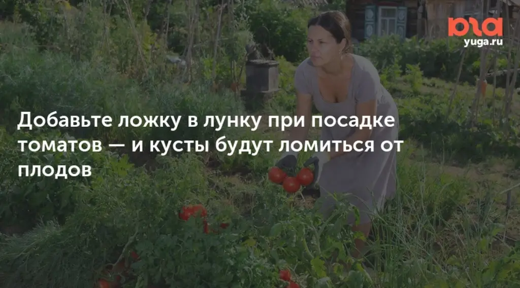 Tomates de récord: añade 5g de Súperfosfato al plantarlos para raíces explosivas