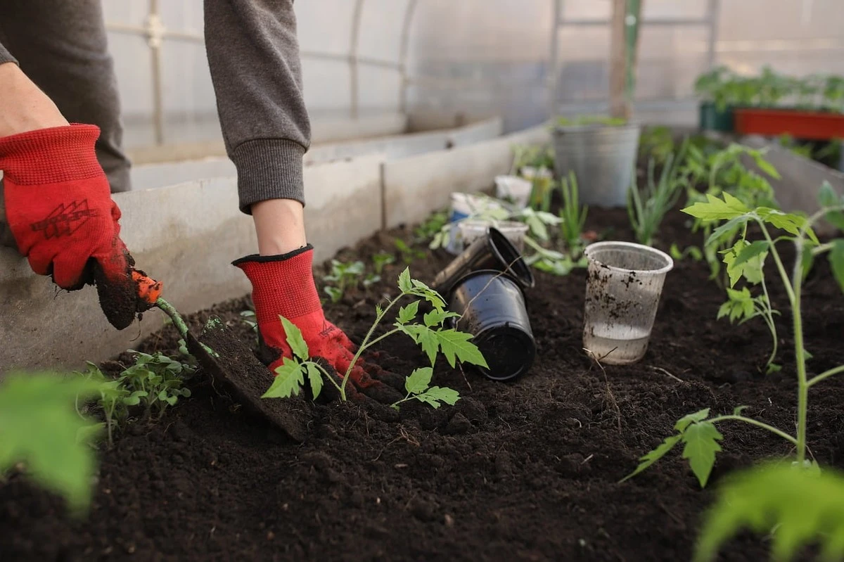 Tomates de récord: añade 5g de Súperfosfato al plantarlos para raíces explosivas - image 1
