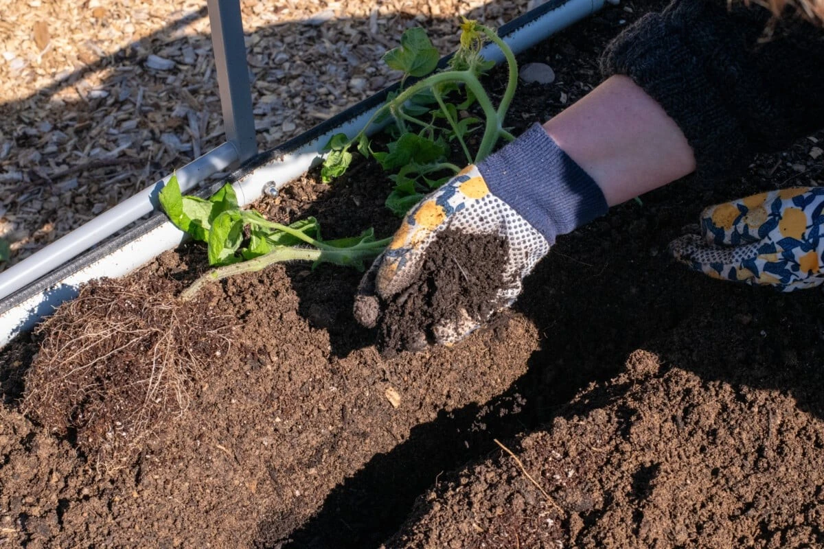 Tomates gigantes en 2026: el ingrediente con Fósforo que debes poner al plantar - image 1