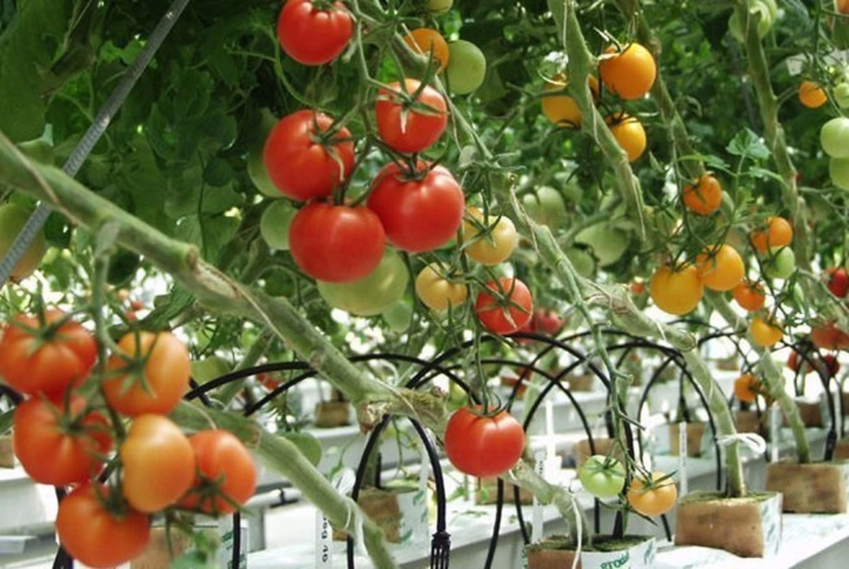 Tomates gigantes a 40°C: el truco del Hidrogel para no regar a diario - image 1