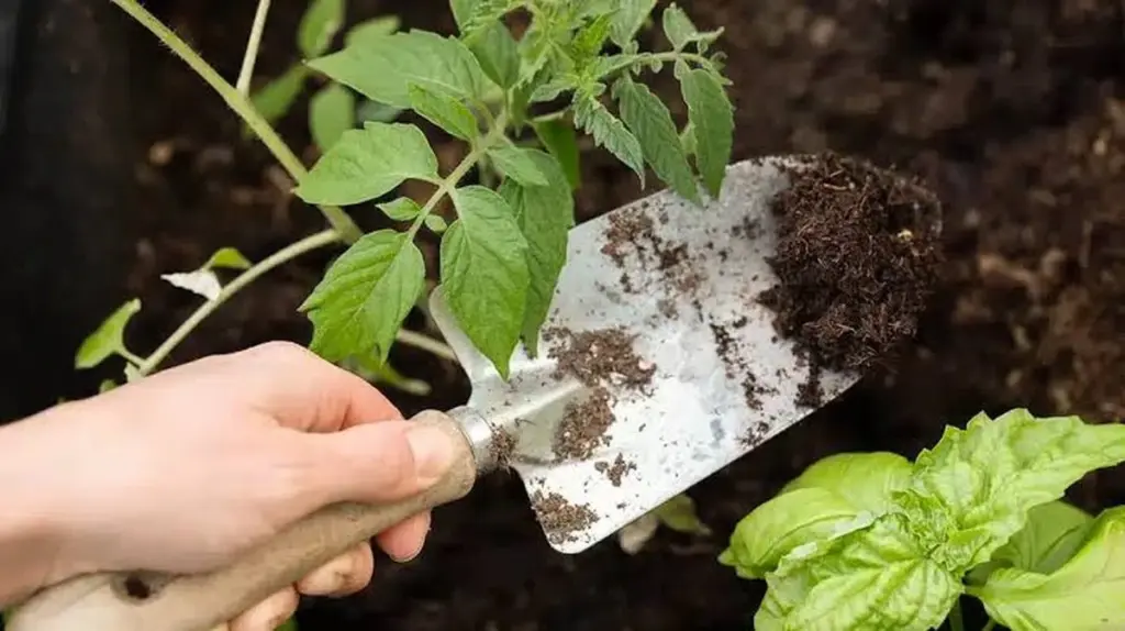 Tomate y Albahaca juntos: el truco infalible para salvar tu huerto del calor
