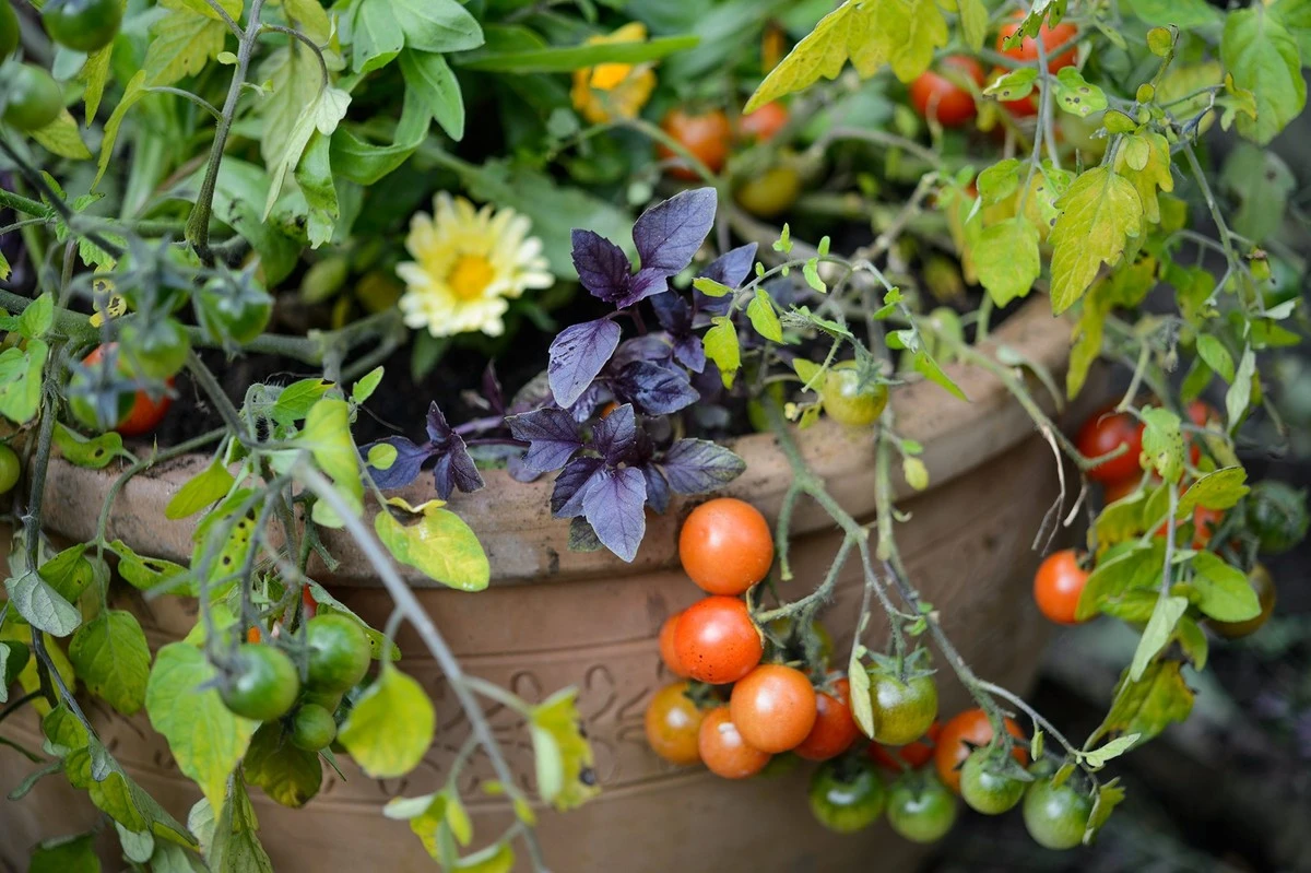 Tomate y Albahaca juntos: el truco infalible para salvar tu huerto del calor - image 1