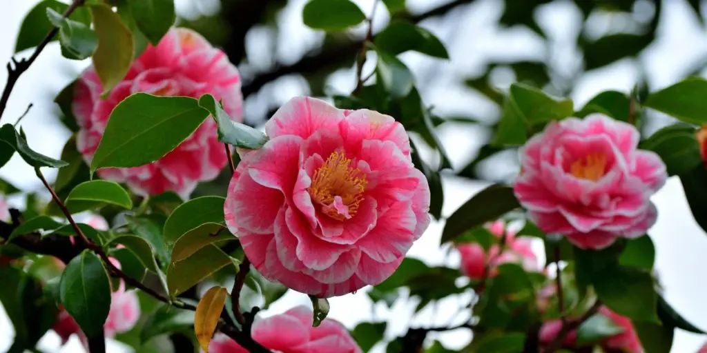 Tu Camellia peligra: sigue este truco de la Real Sociedad de Horticultura