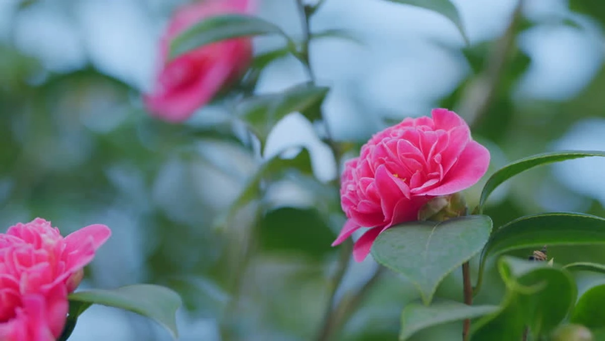 Tu Camellia peligra: sigue este truco de la Real Sociedad de Horticultura - image 1