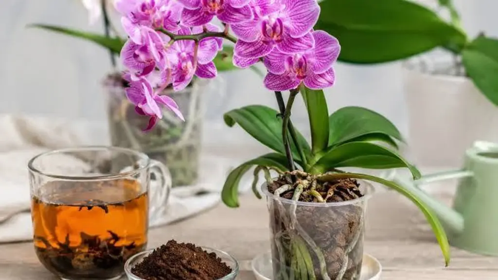 Tu Orquídea como nueva: por qué pongo té negro en sus raíces este mes