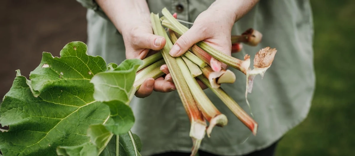 Tu Ruibarbo gigante en España: el secreto del fertilizante para tallos robustos - image 1