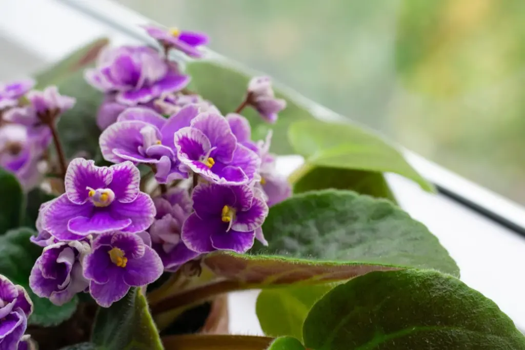 Tu Violeta africana siempre con flores: el truco para cuidar tu Saintpaulia