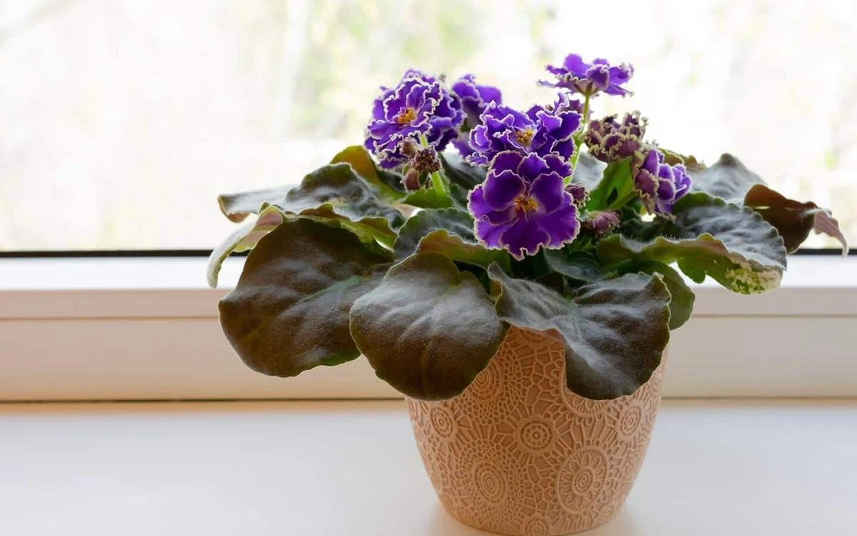 Tu Violeta africana siempre con flores: el truco para cuidar tu Saintpaulia - image 1
