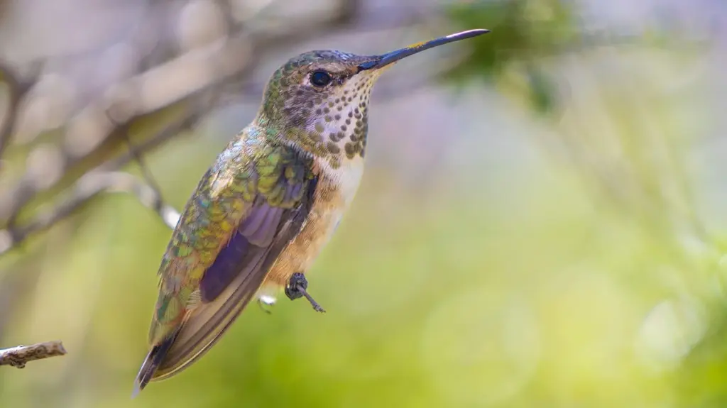 Verbena en tu balcón: el secreto para atraer “colibríes” sin gastar agua