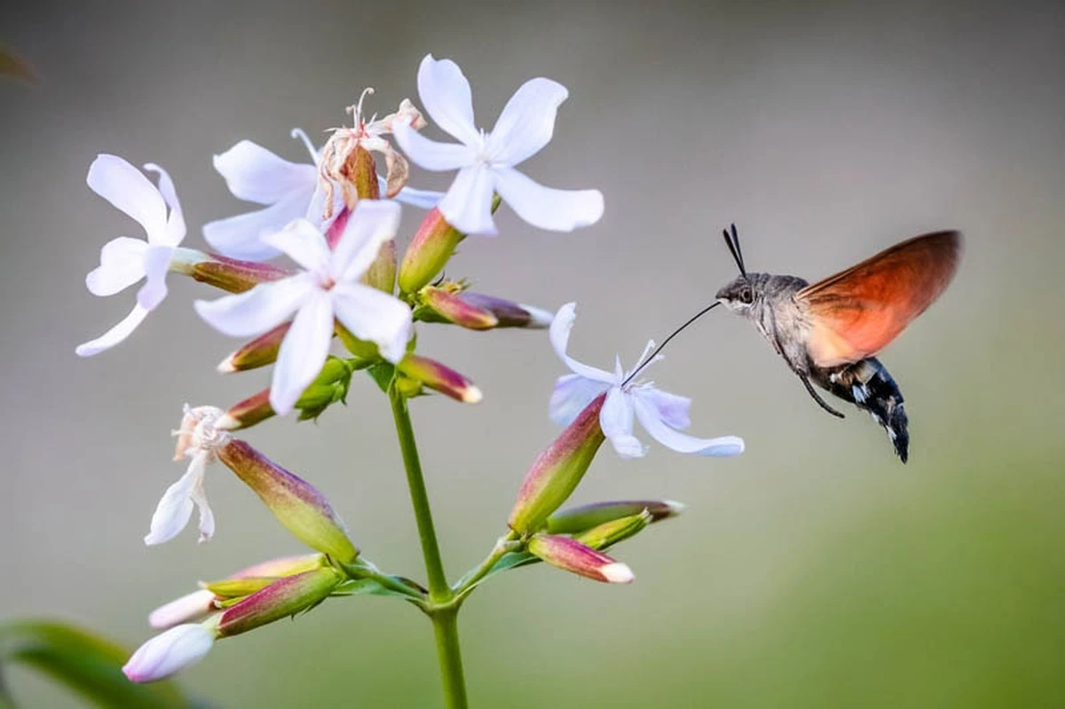 Verbena en tu balcón: el secreto para atraer “colibríes” sin gastar agua - image 1