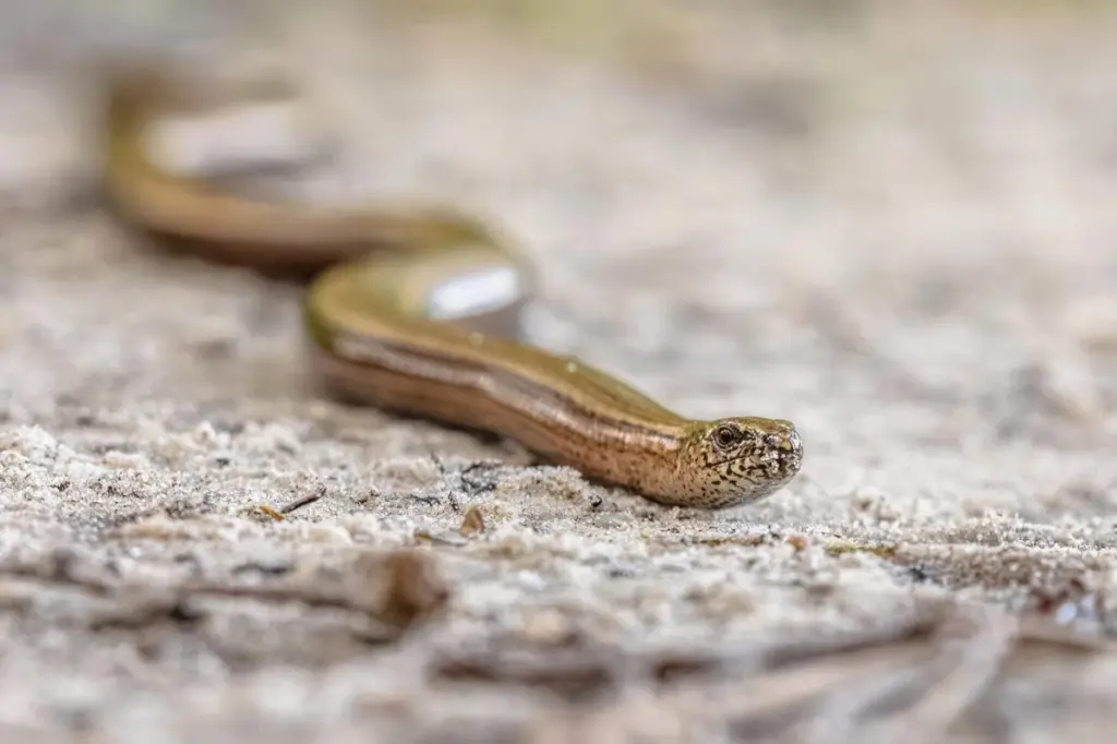 ¿Víbora o aliado?: Por qué no debes tocar al Lución común en tu jardín