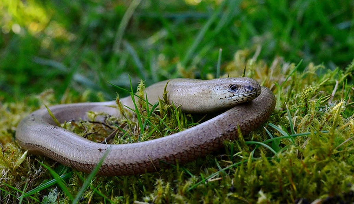 ¿Víbora o aliado?: Por qué no debes tocar al Lución común en tu jardín - image 1