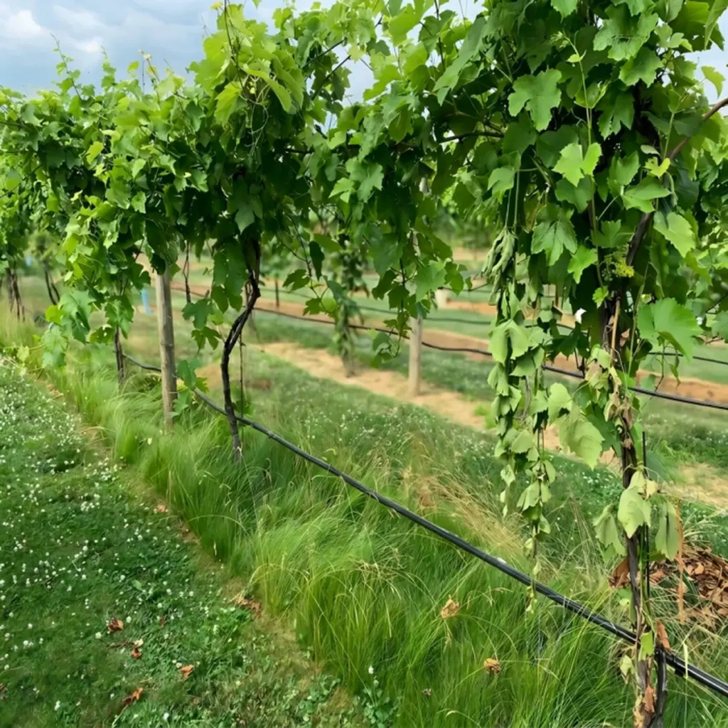 Viñedo con vida: el truco del suelo para una uva de autor única