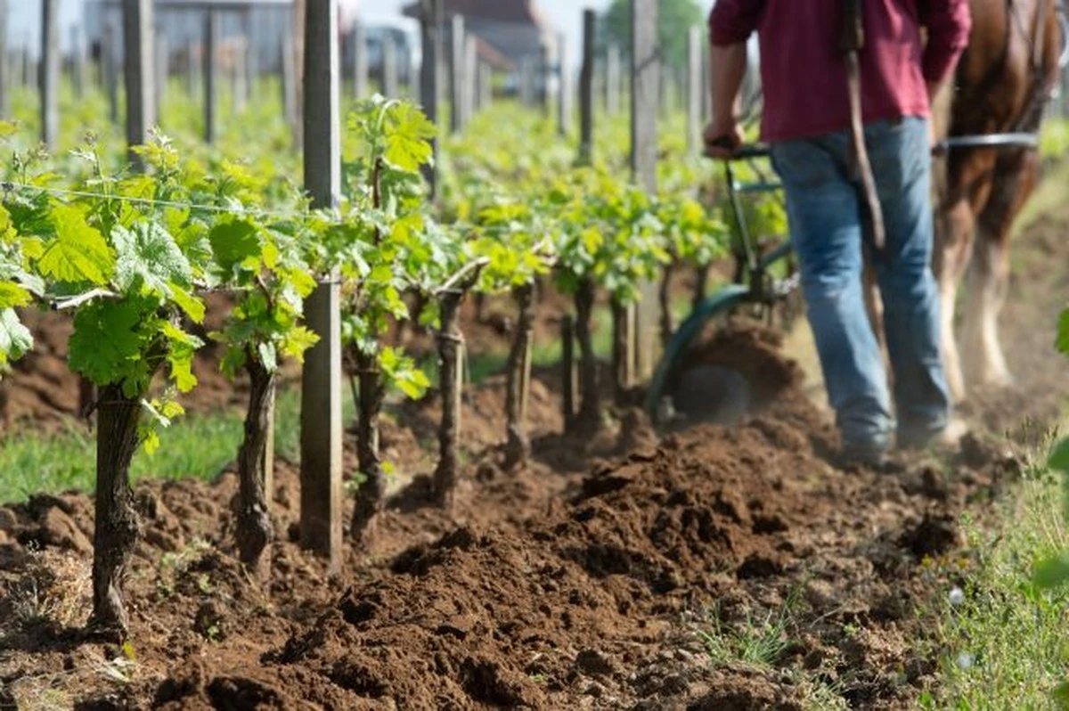 Viñedo con vida: el truco del suelo para una uva de autor única - image 1